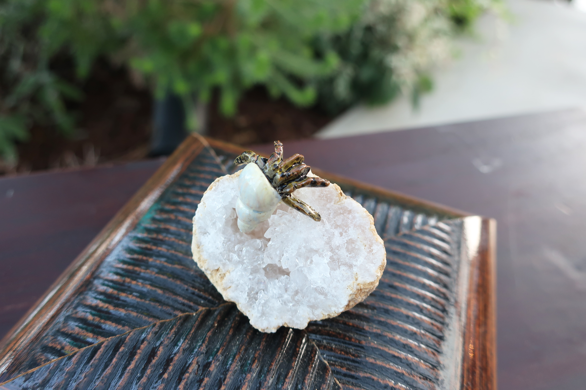 IMG_6577_1200x1200.png?v=