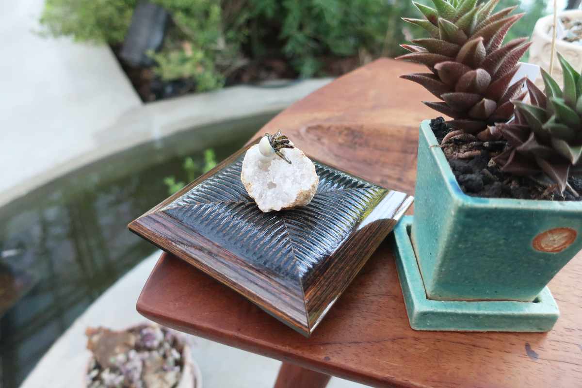 ヤドカリ神現る〜 – Tasukake